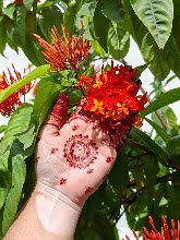 Mehendi bliss — photo 3